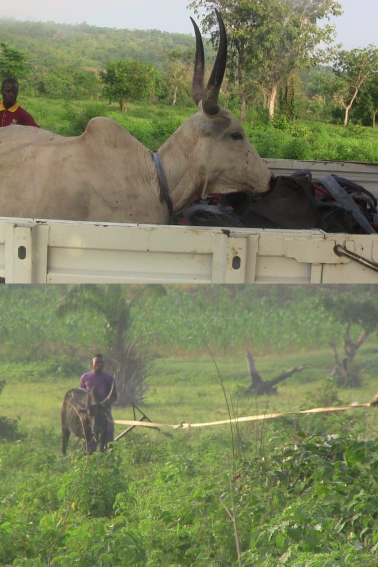 OYRLEA Intensifies Enforcement Against Open Grazing … Impounds Livestock in Iseyin